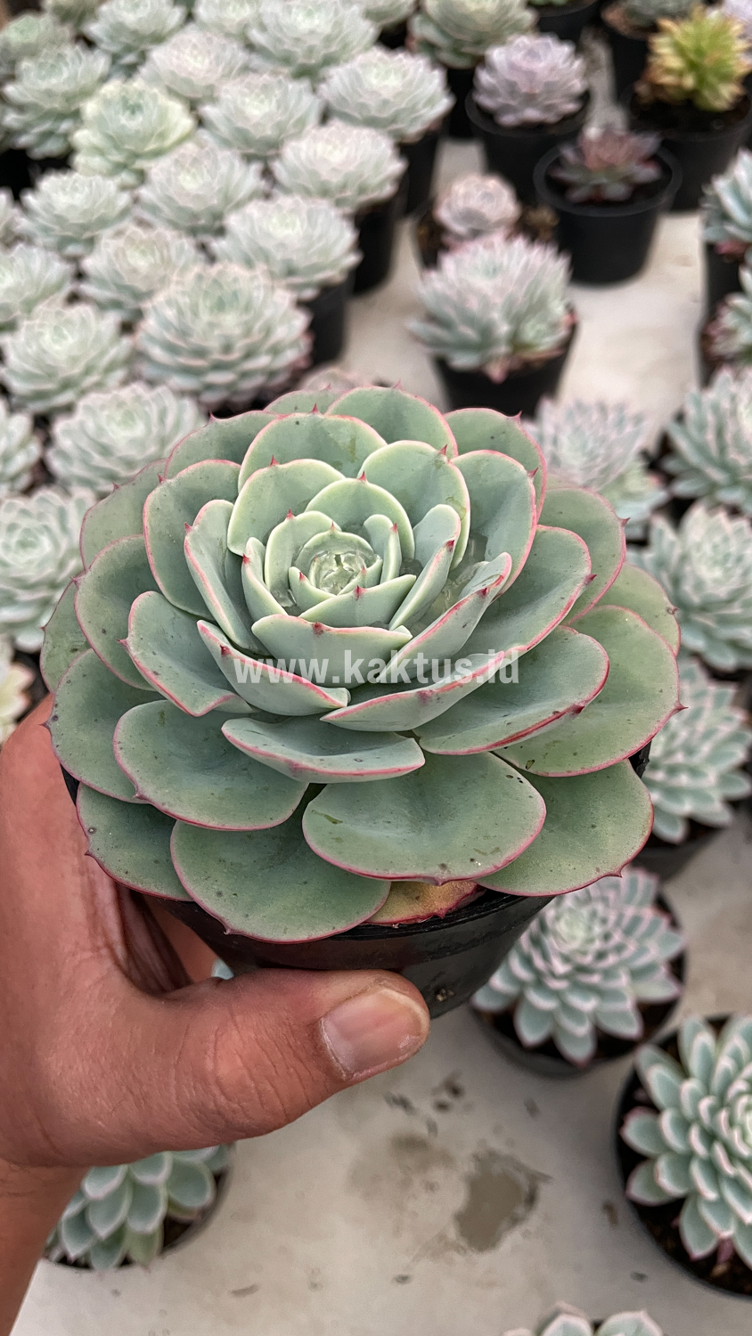900. Echeveria Imbricata - Image 9