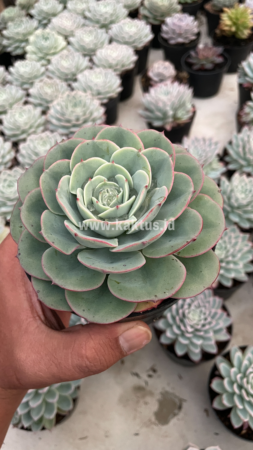 900. Echeveria Imbricata - Image 8
