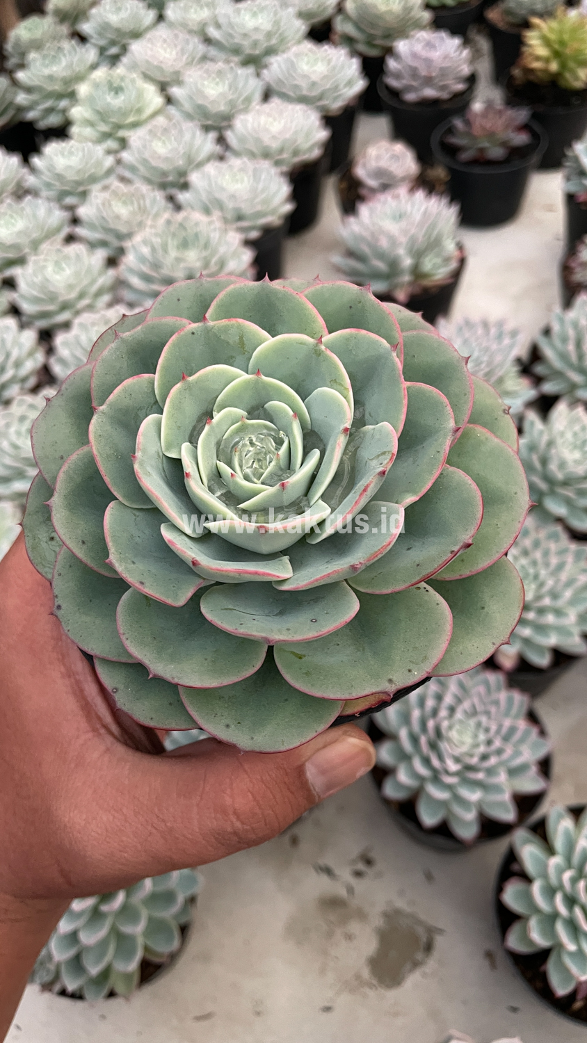 900. Echeveria Imbricata - Image 7