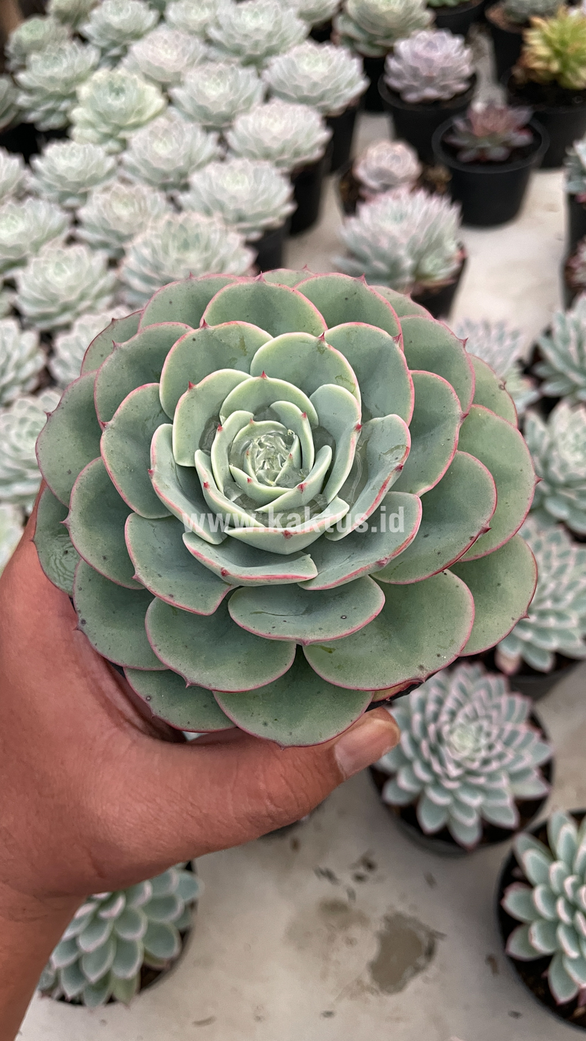900. Echeveria Imbricata - Image 6