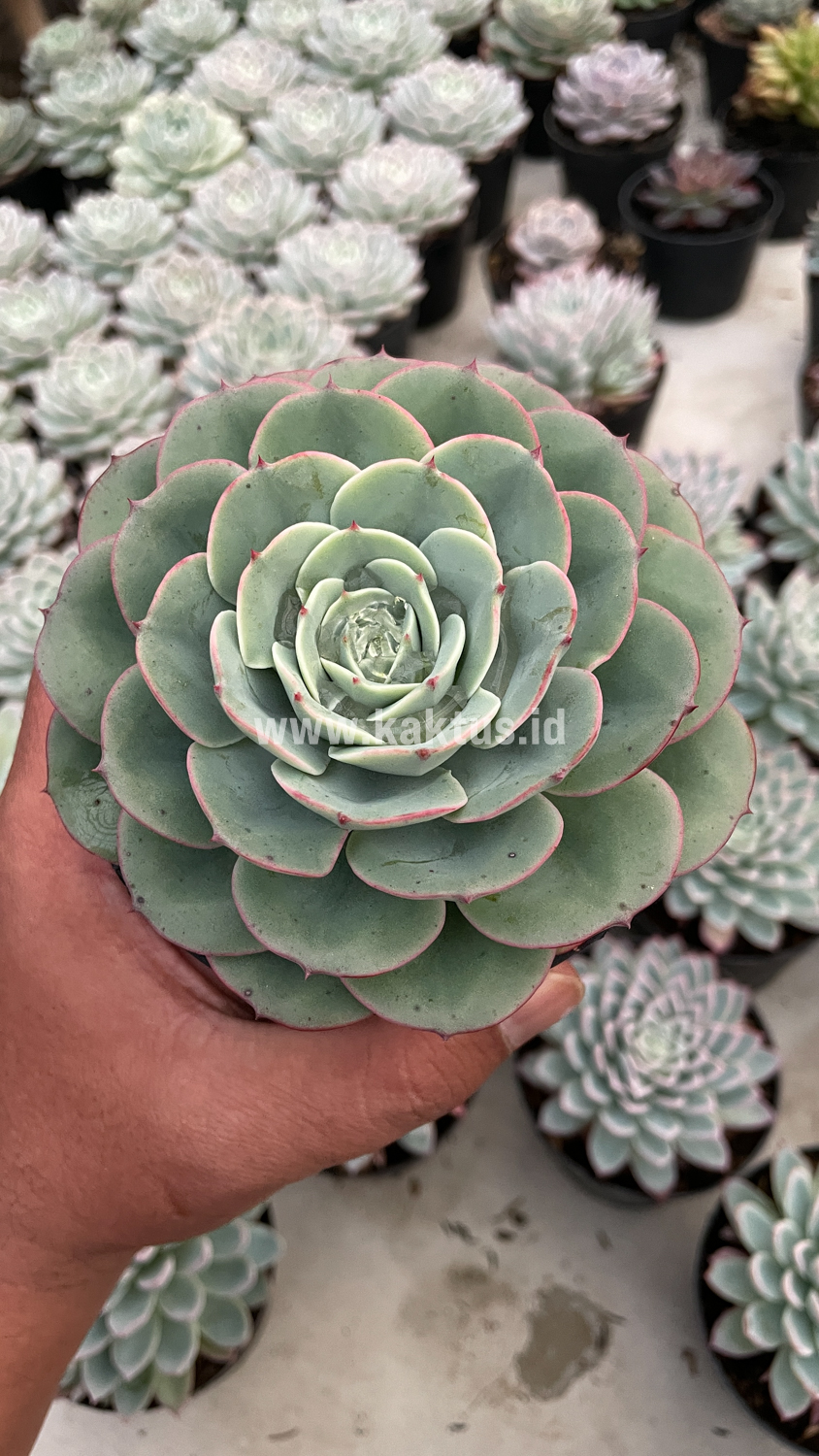 900. Echeveria Imbricata - Image 5