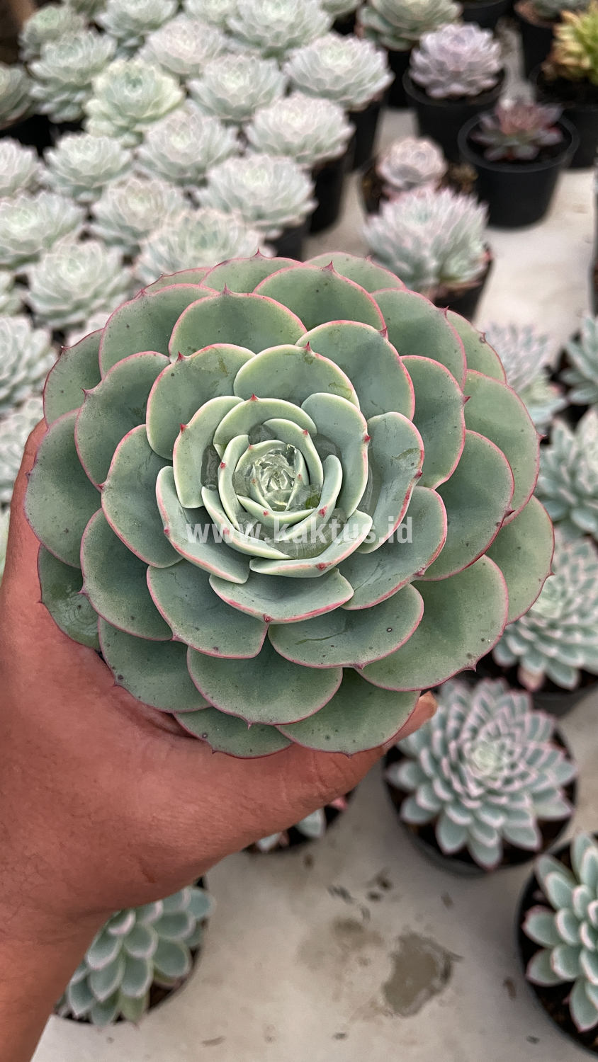 900. Echeveria Imbricata - Image 4
