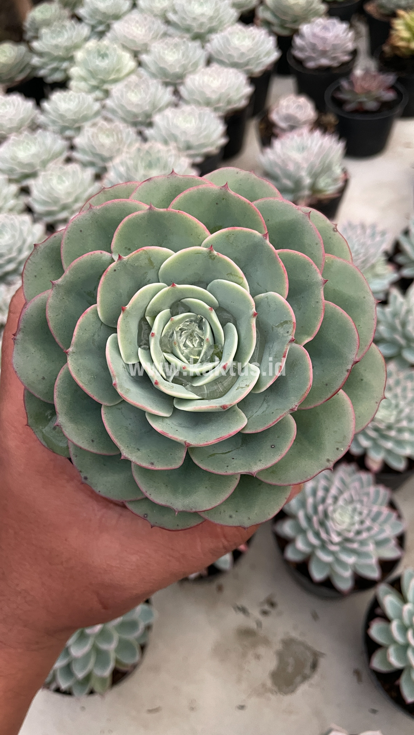 900. Echeveria Imbricata - Image 3