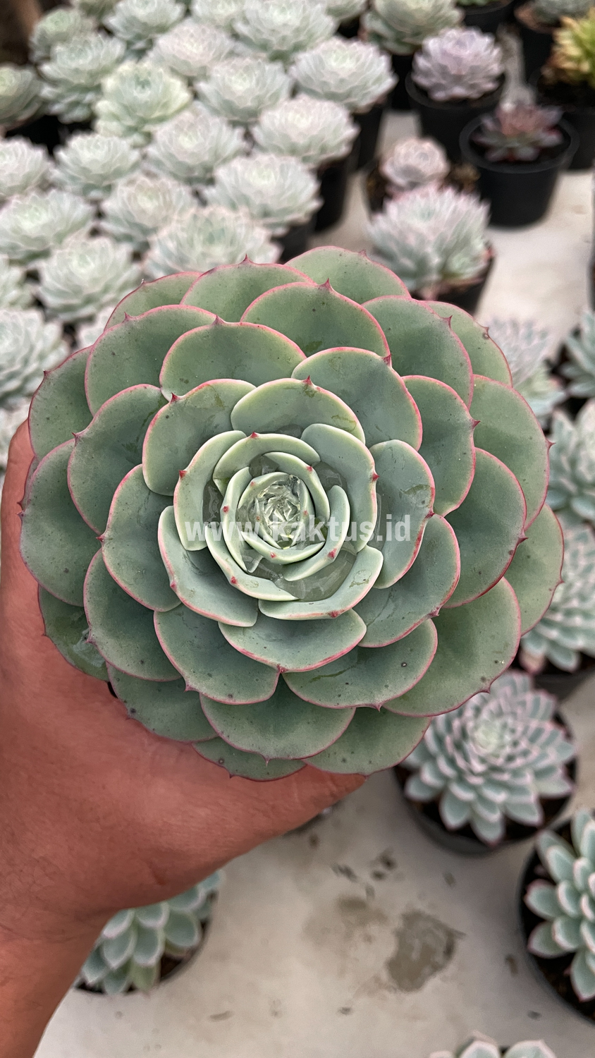 900. Echeveria Imbricata - Image 2