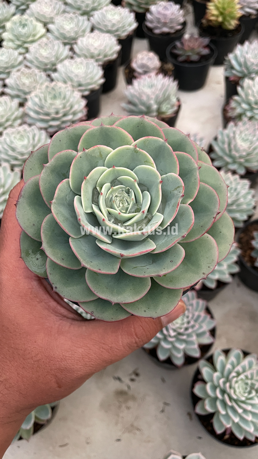 900. Echeveria Imbricata - Image 18