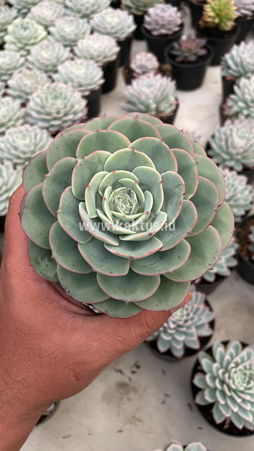 900. Echeveria Imbricata - Image 17