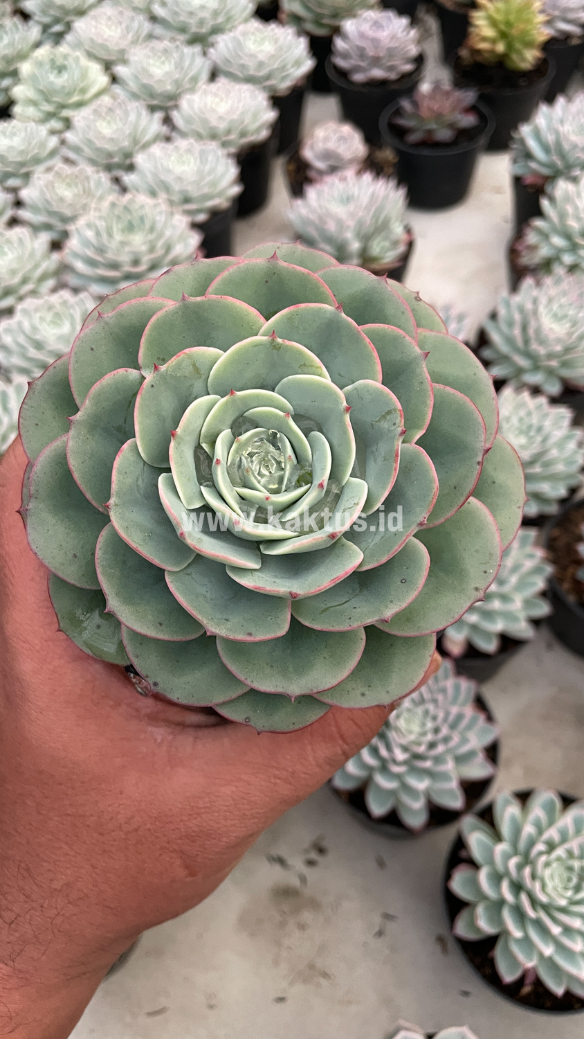 900. Echeveria Imbricata - Image 16