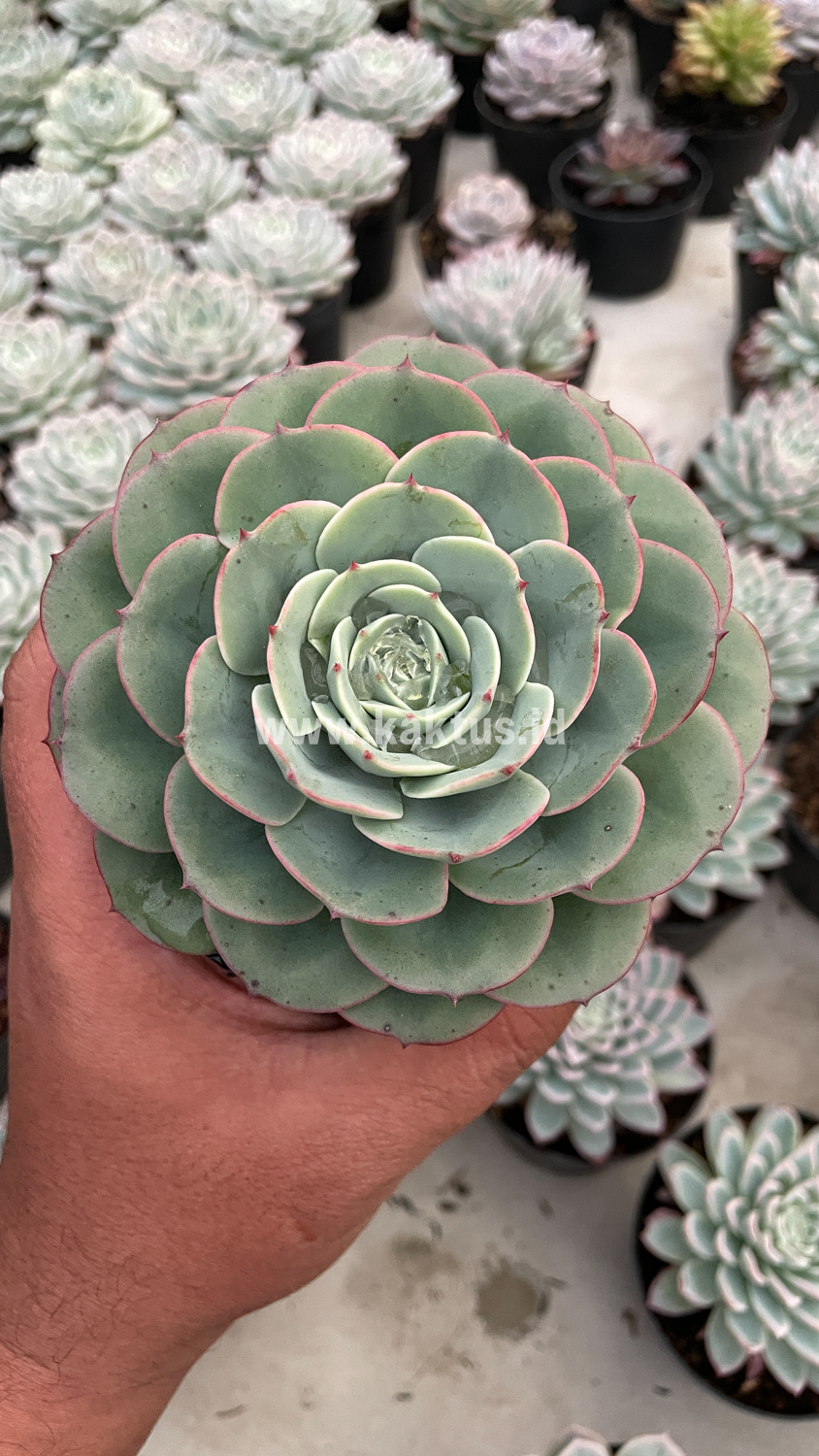 900. Echeveria Imbricata - Image 15