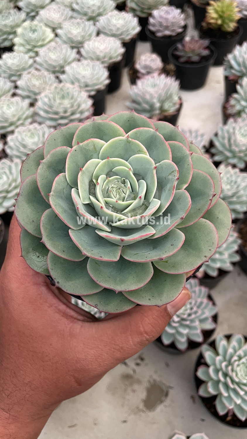 900. Echeveria Imbricata - Image 14