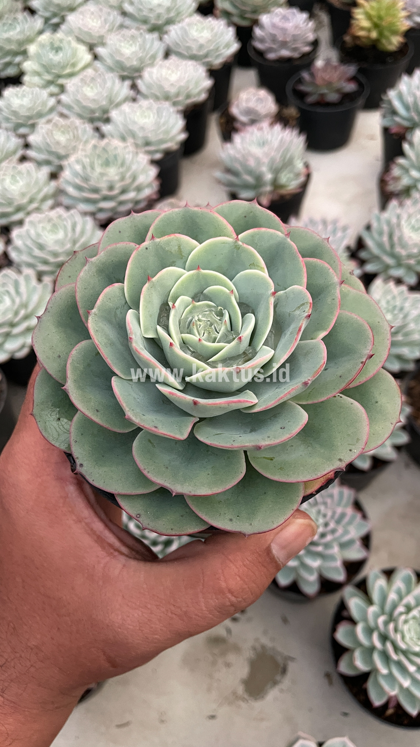 900. Echeveria Imbricata - Image 13