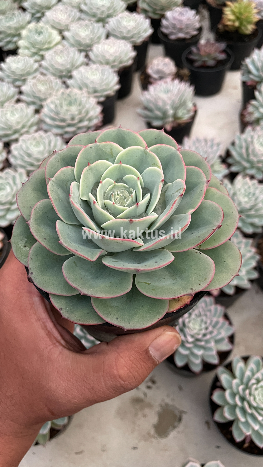 900. Echeveria Imbricata - Image 12