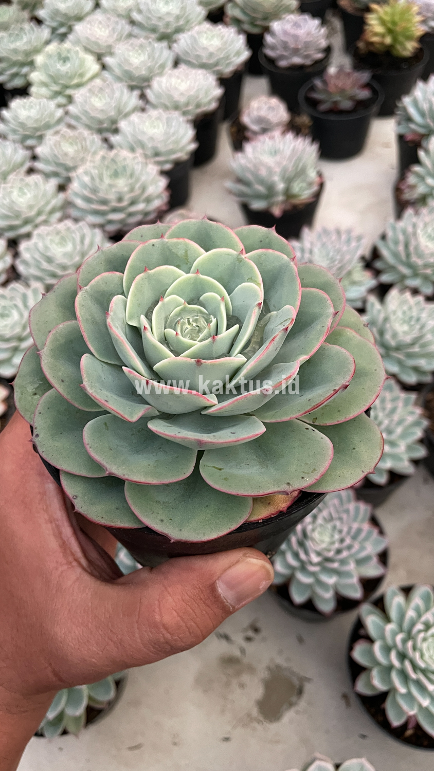 900. Echeveria Imbricata - Image 11