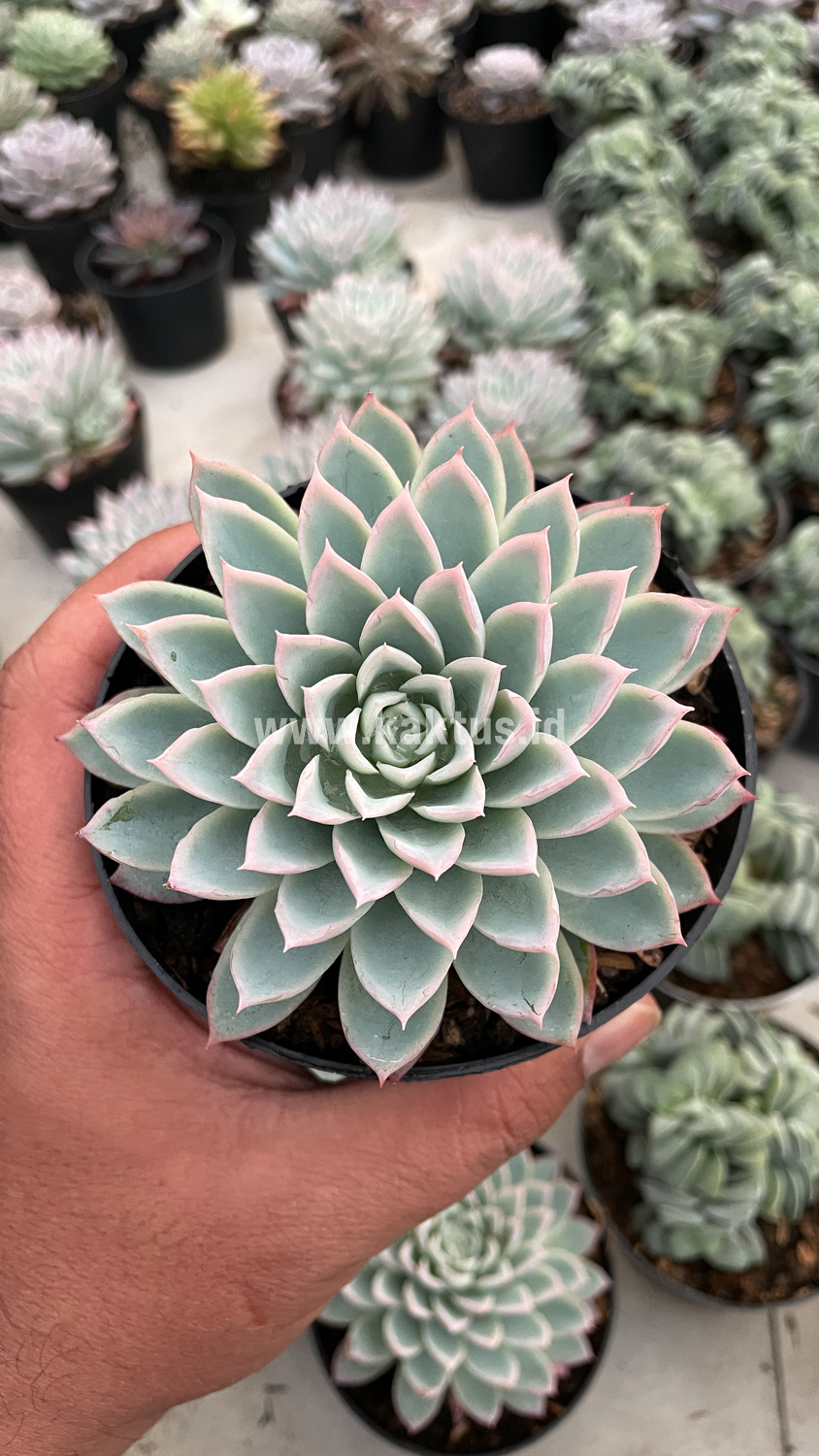 901. Echeveria Violet Queen - Image 7