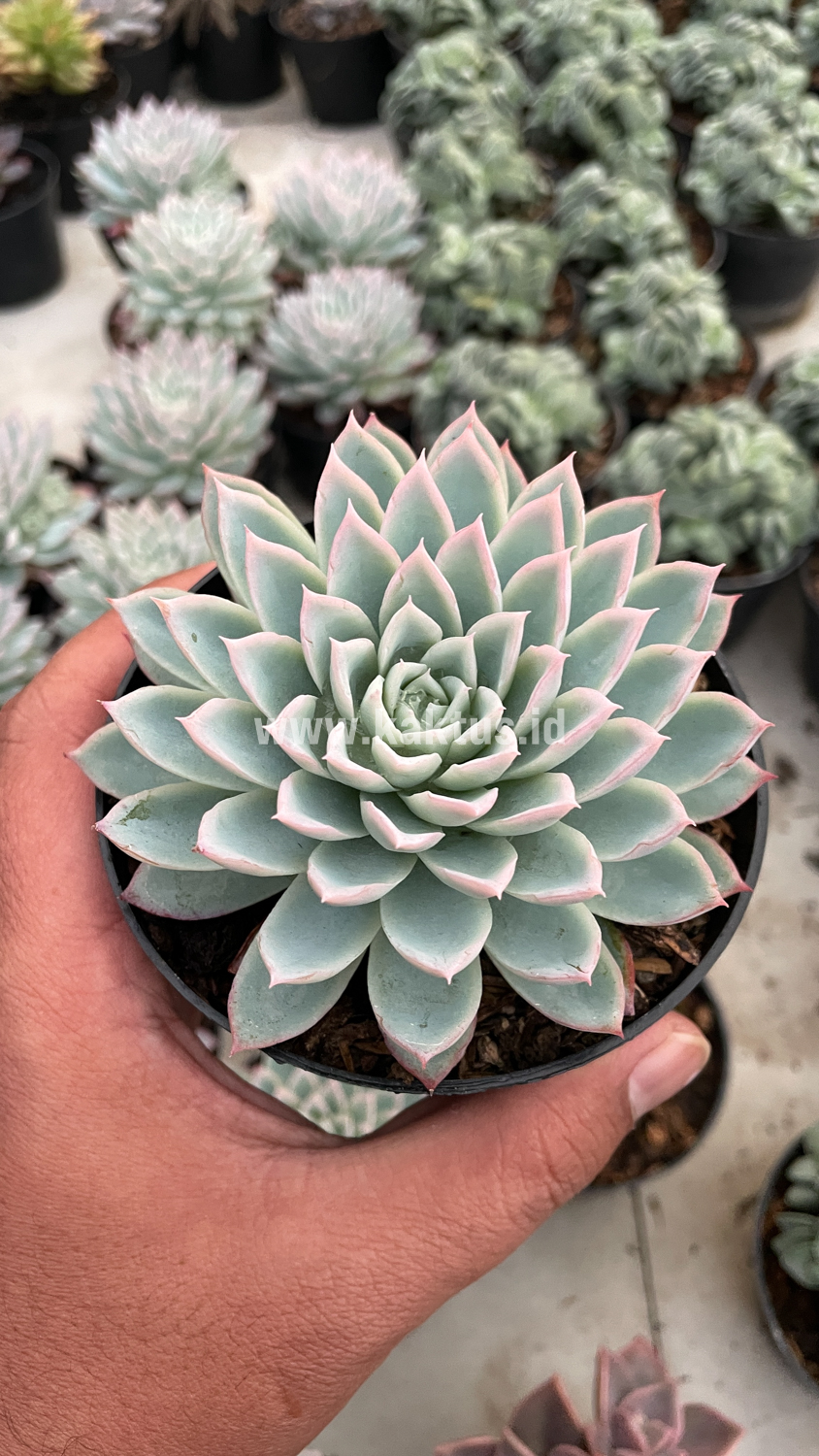 901. Echeveria Violet Queen - Image 20