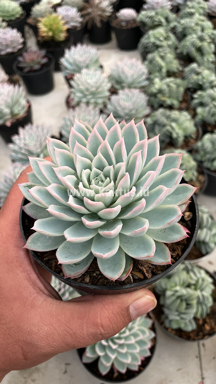 901. Echeveria Violet Queen - Image 11