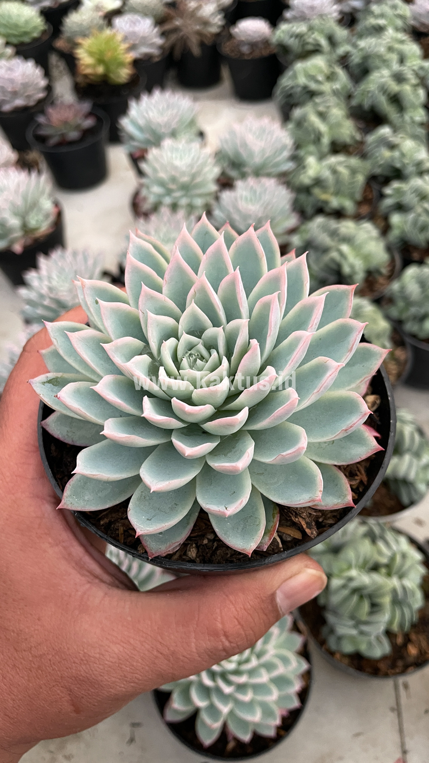 901. Echeveria Violet Queen - Image 10