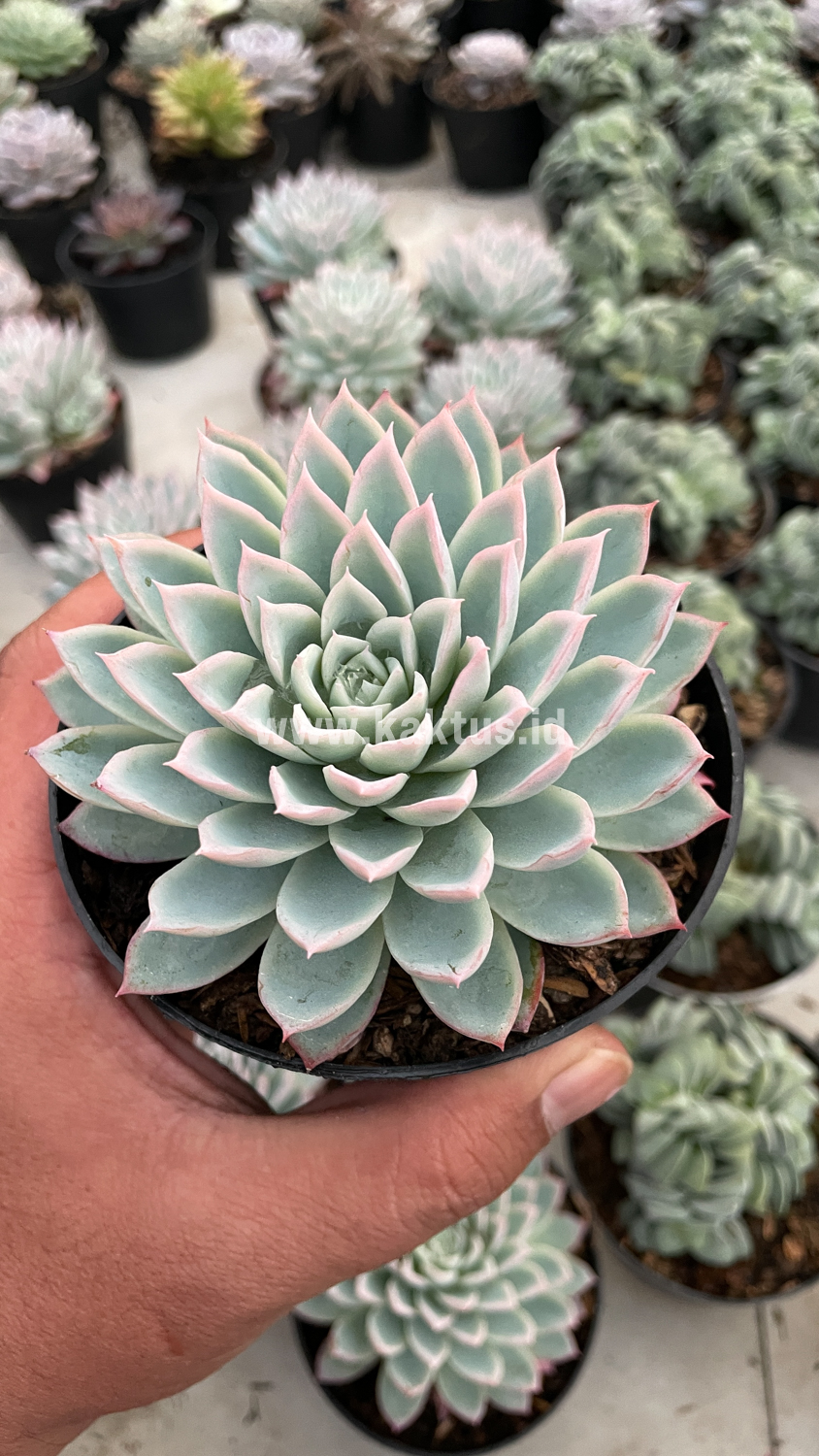 901. Echeveria Violet Queen - Image 9