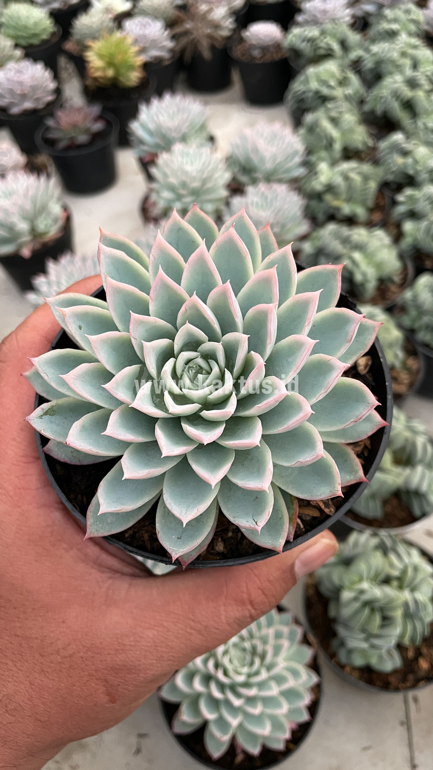 901. Echeveria Violet Queen - Image 8