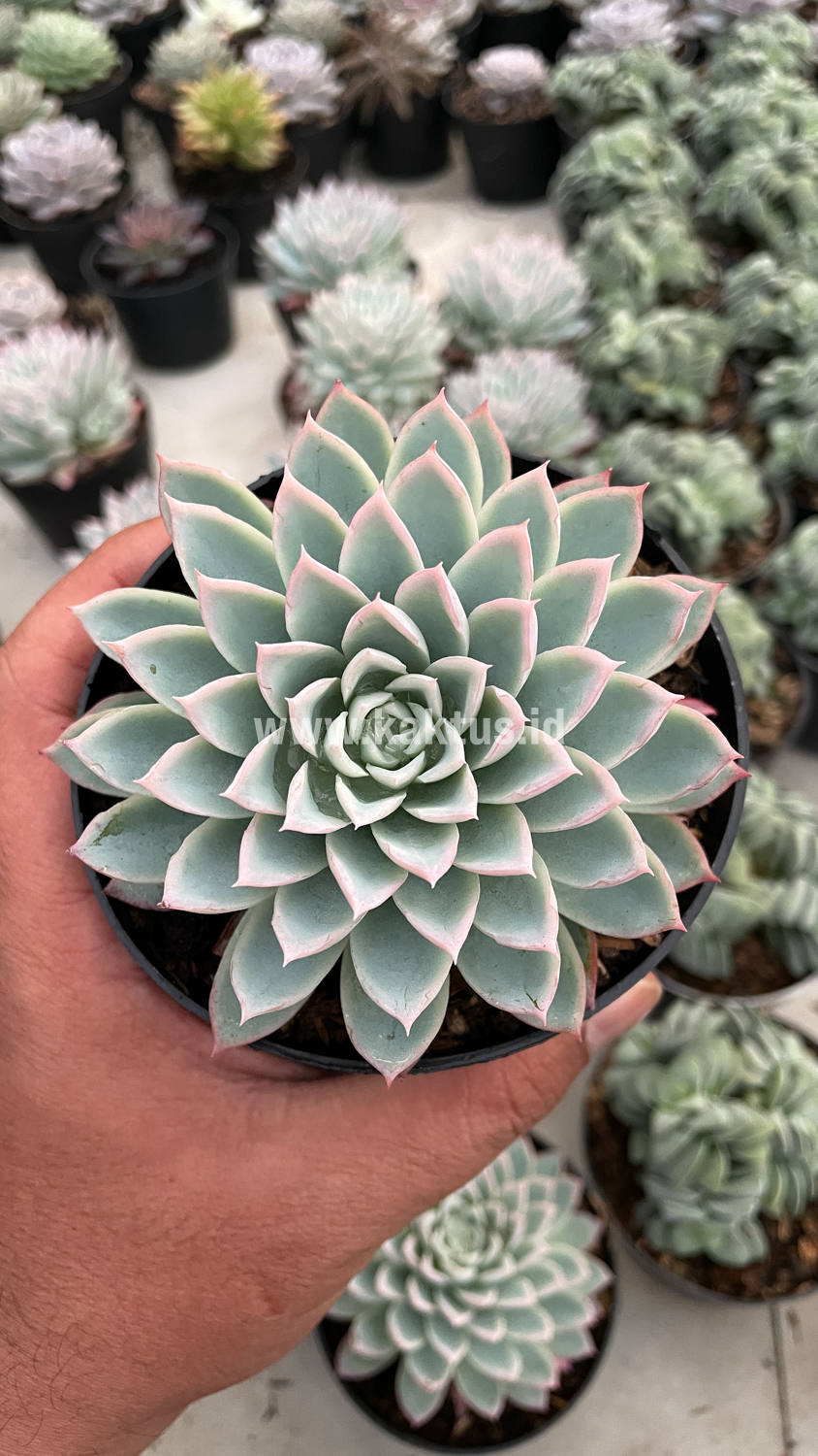 901. Echeveria Violet Queen - Image 6