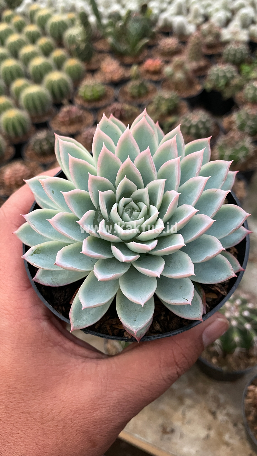 901. Echeveria Violet Queen - Image 5