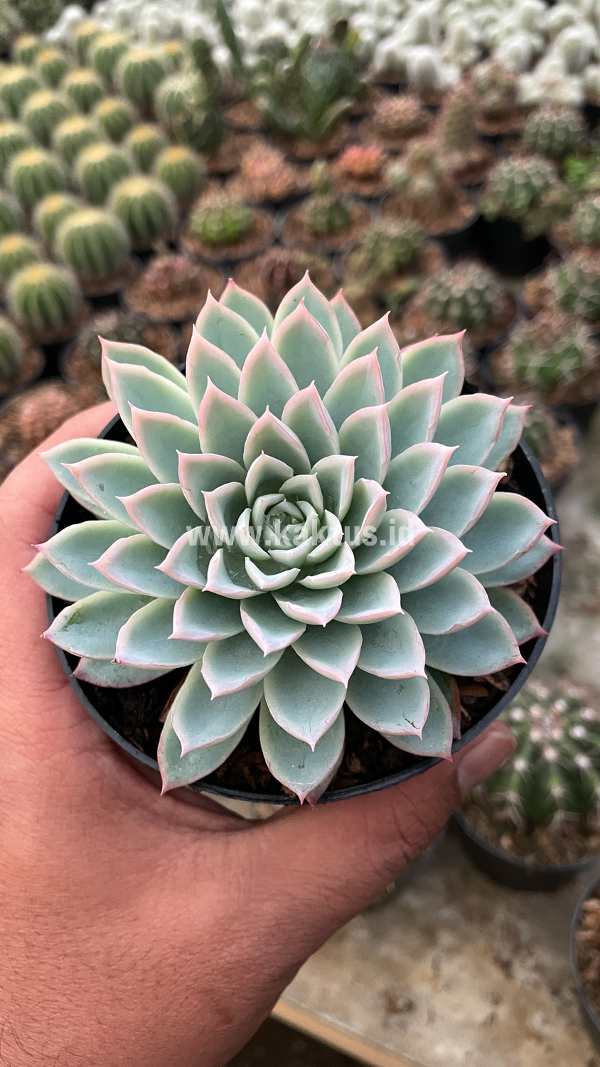 901. Echeveria Violet Queen - Image 4