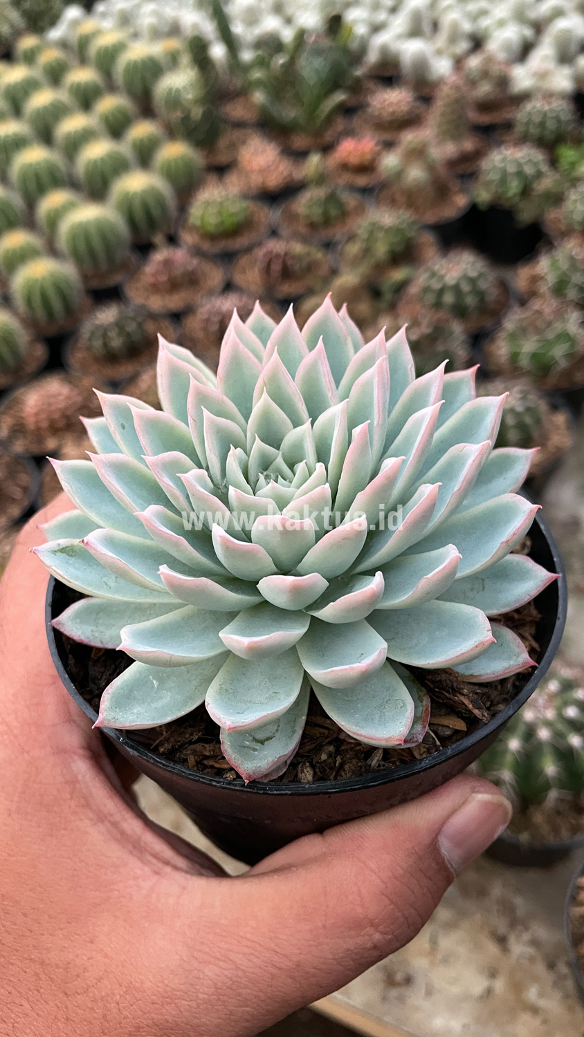 901. Echeveria Violet Queen - Image 3