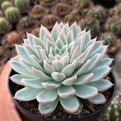 Alternative view of 901. Echeveria Violet Queen