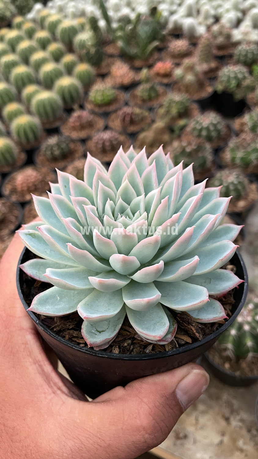 901. Echeveria Violet Queen - Image 2