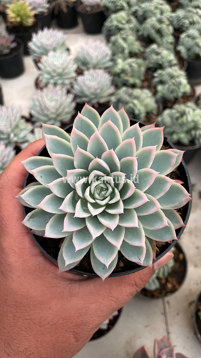 901. Echeveria Violet Queen - Image 19