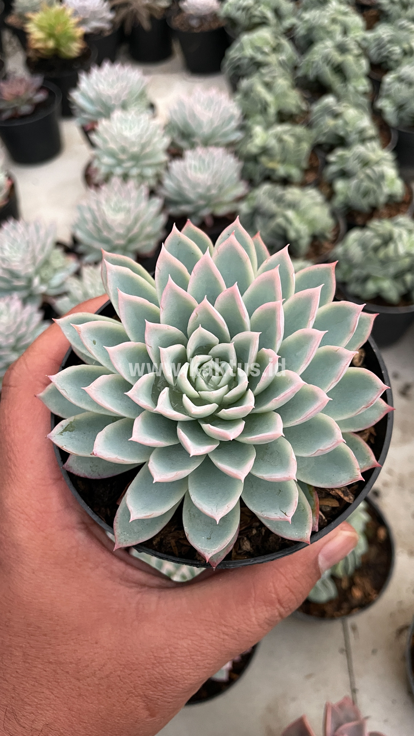 901. Echeveria Violet Queen - Image 18