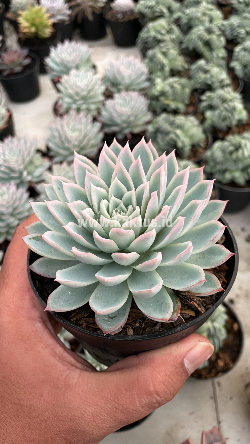 901. Echeveria Violet Queen - Image 17