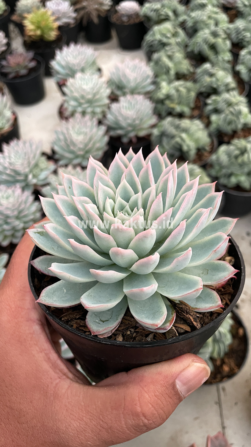 901. Echeveria Violet Queen - Image 16