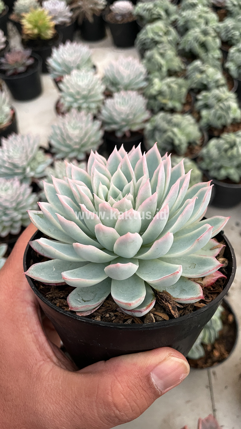 901. Echeveria Violet Queen - Image 15