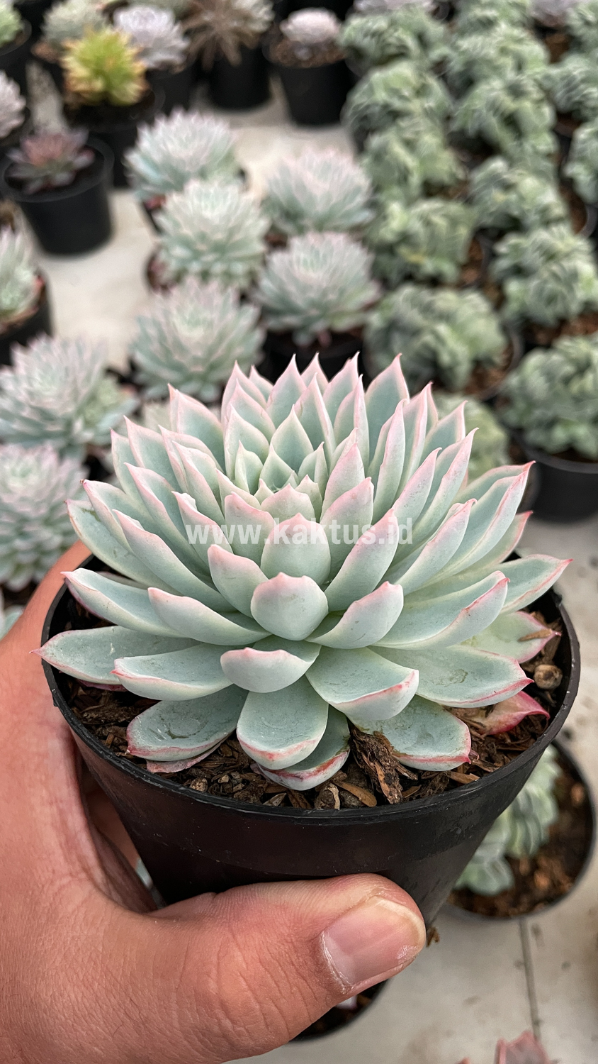 901. Echeveria Violet Queen - Image 14