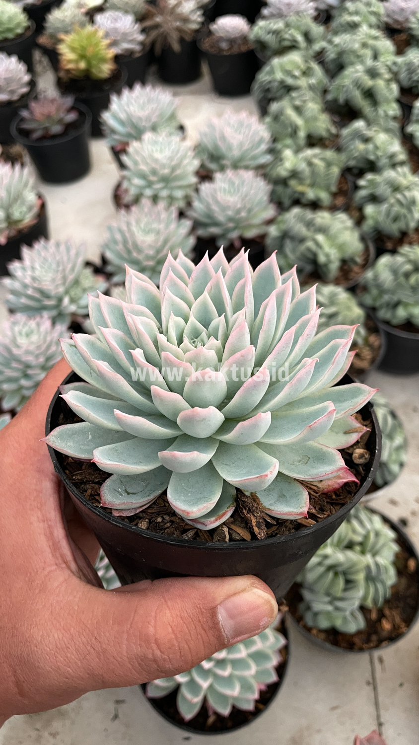 901. Echeveria Violet Queen - Image 13