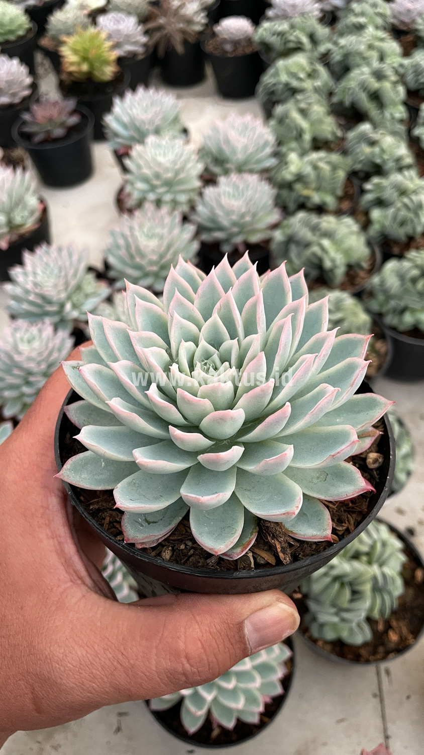 901. Echeveria Violet Queen - Image 12