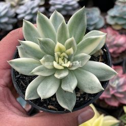 Alternative view of 903. Echeveria Agavoides Cimente
