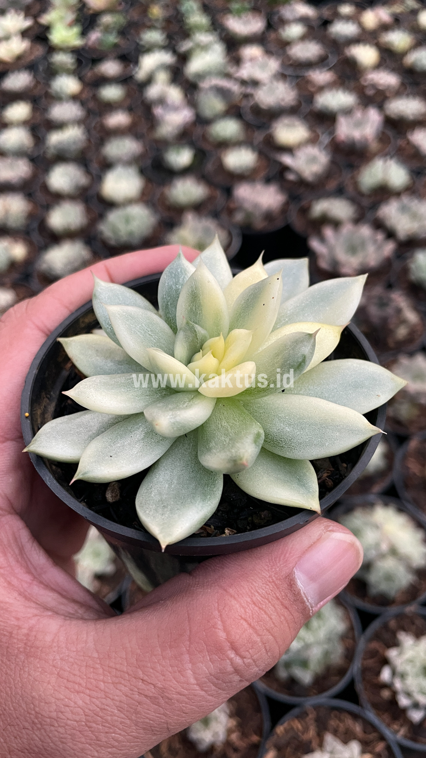 903. Echeveria Agavoides Cimente - Image 10