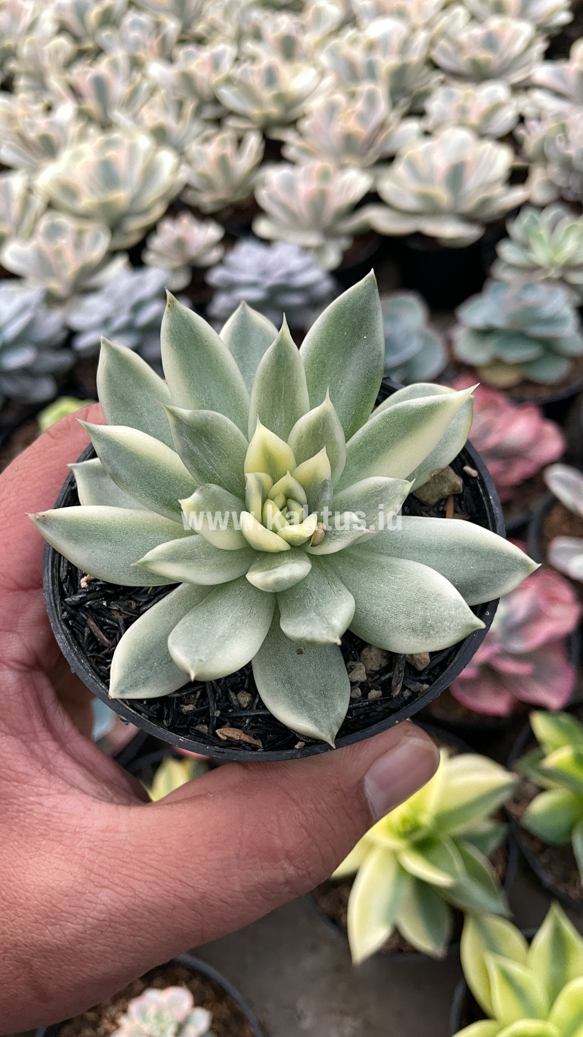 903. Echeveria Agavoides Cimente - Image 3