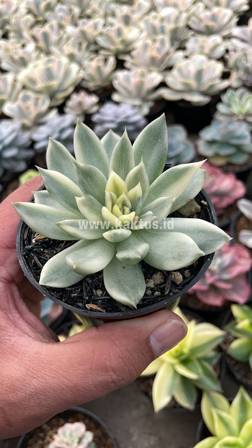 903. Echeveria Agavoides Cimente - Image 4
