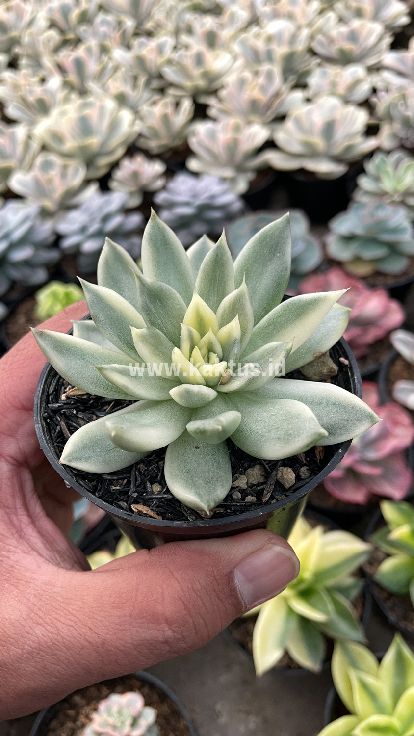 903. Echeveria Agavoides Cimente - Image 5