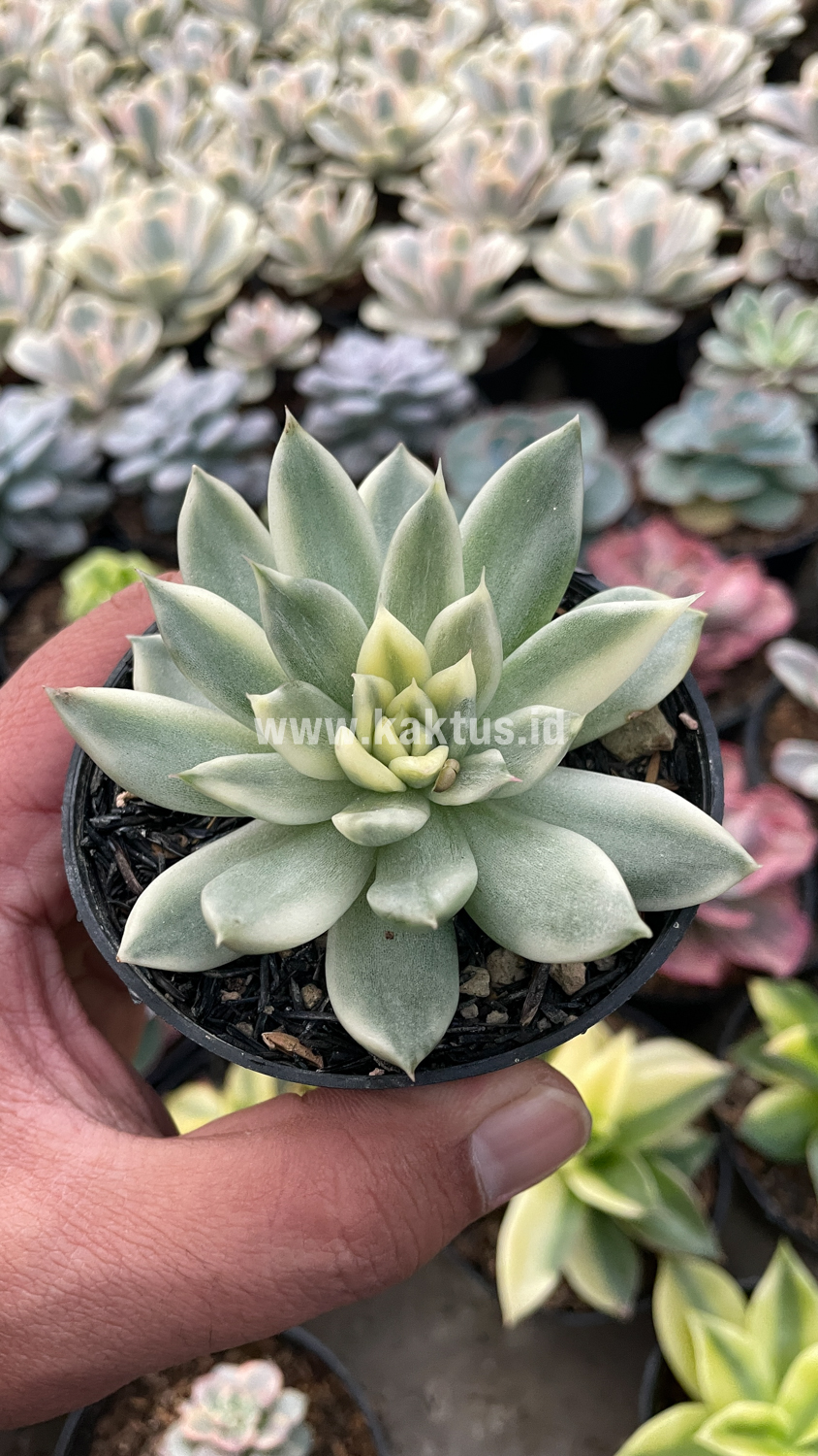 903. Echeveria Agavoides Cimente - Image 6