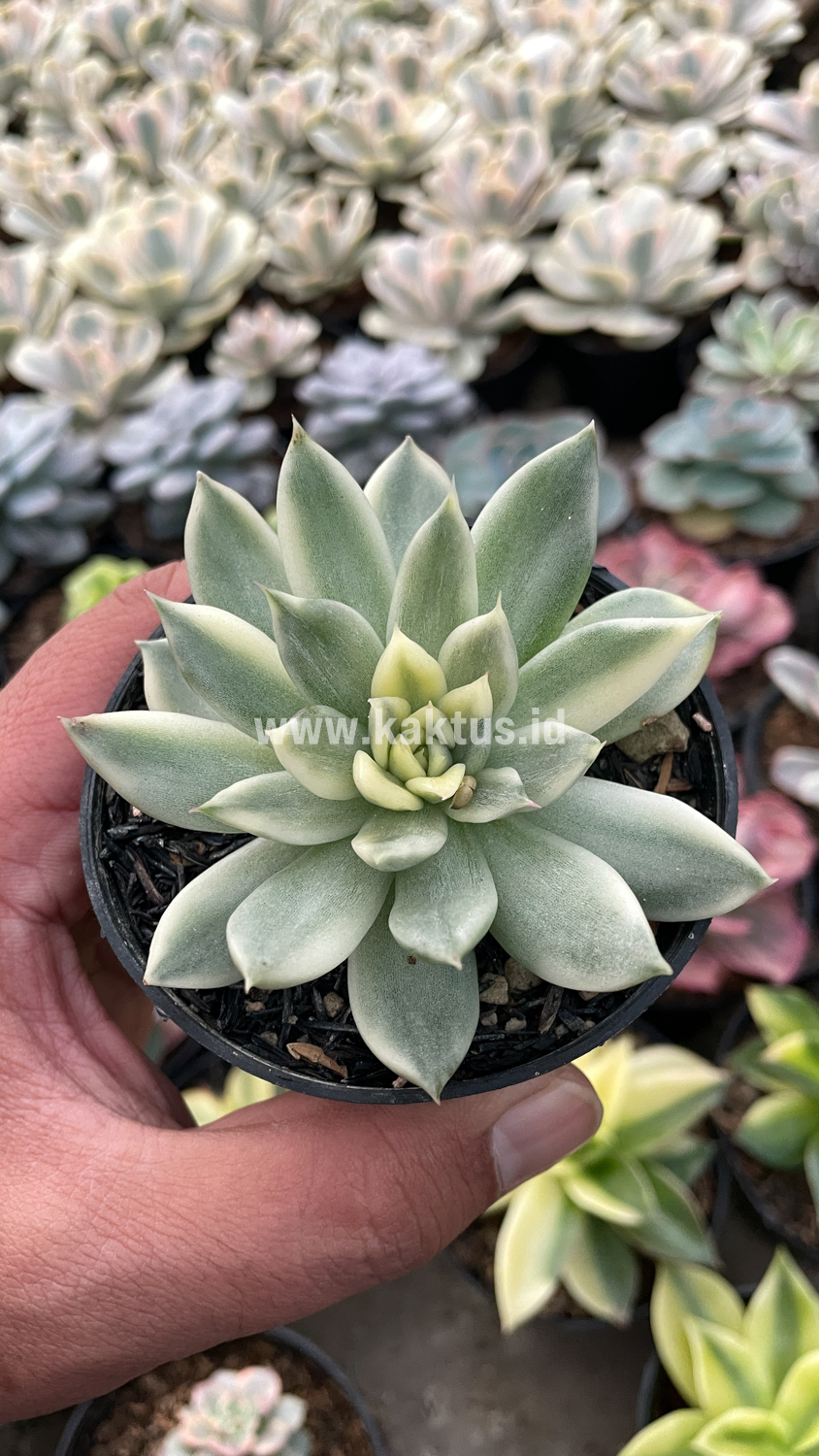 903. Echeveria Agavoides Cimente - Image 7