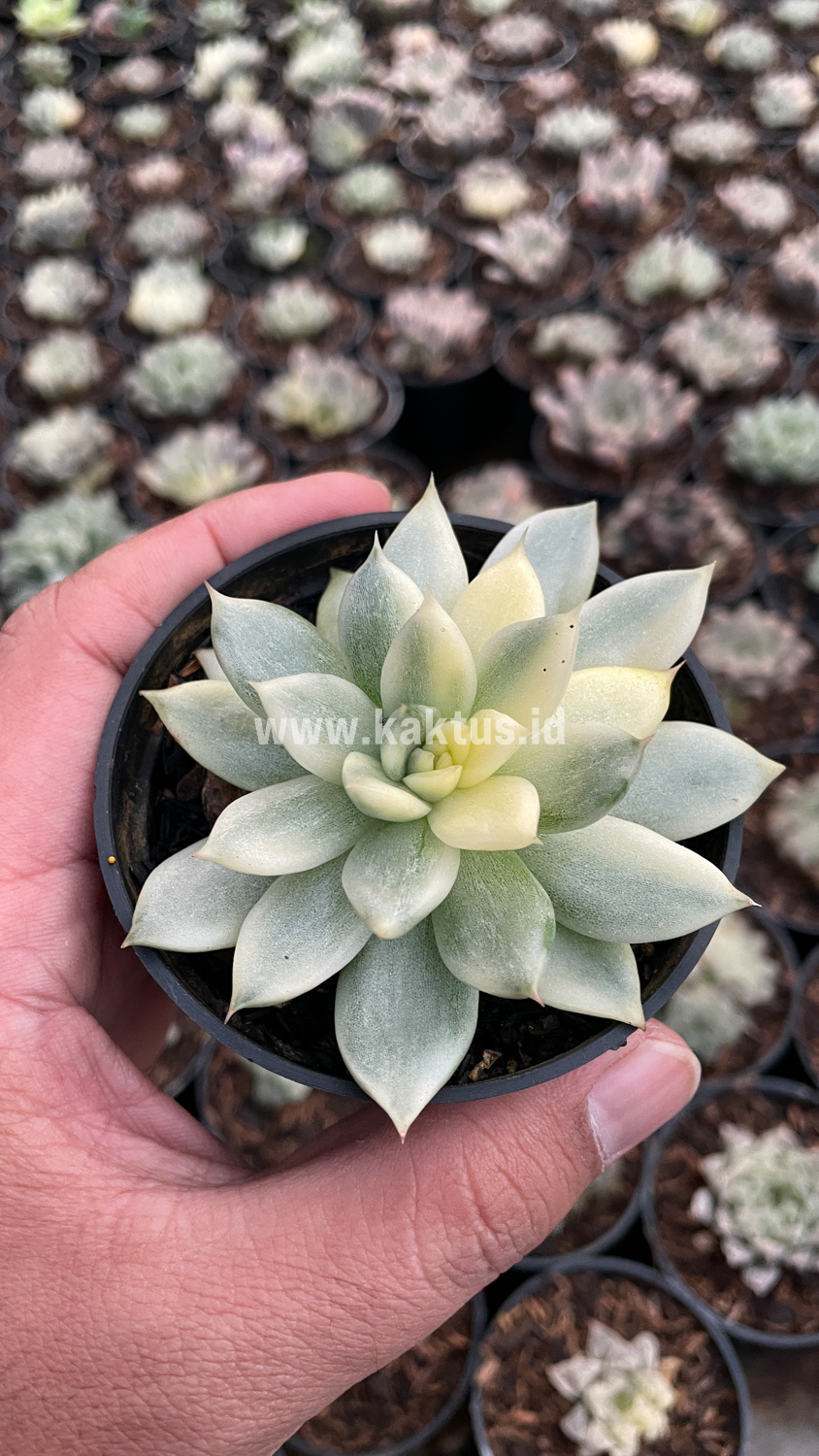 903. Echeveria Agavoides Cimente - Image 8