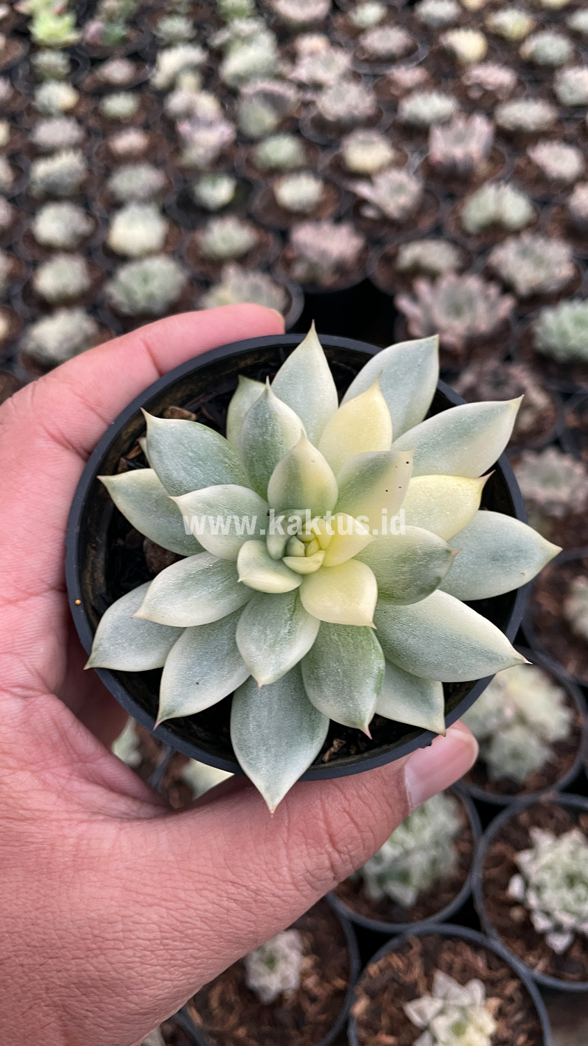 903. Echeveria Agavoides Cimente - Image 9