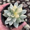 903. Echeveria Agavoides Cimente