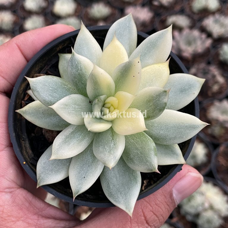 903. Echeveria Agavoides Cimente