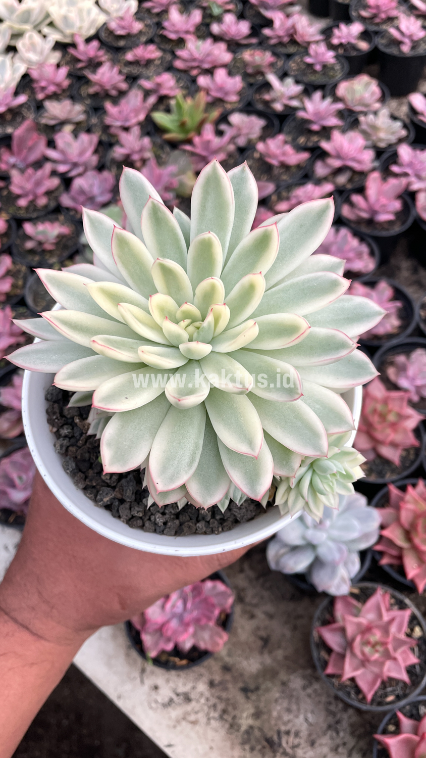 904. Echeveria Mebina Variegated Cluster - Image 17