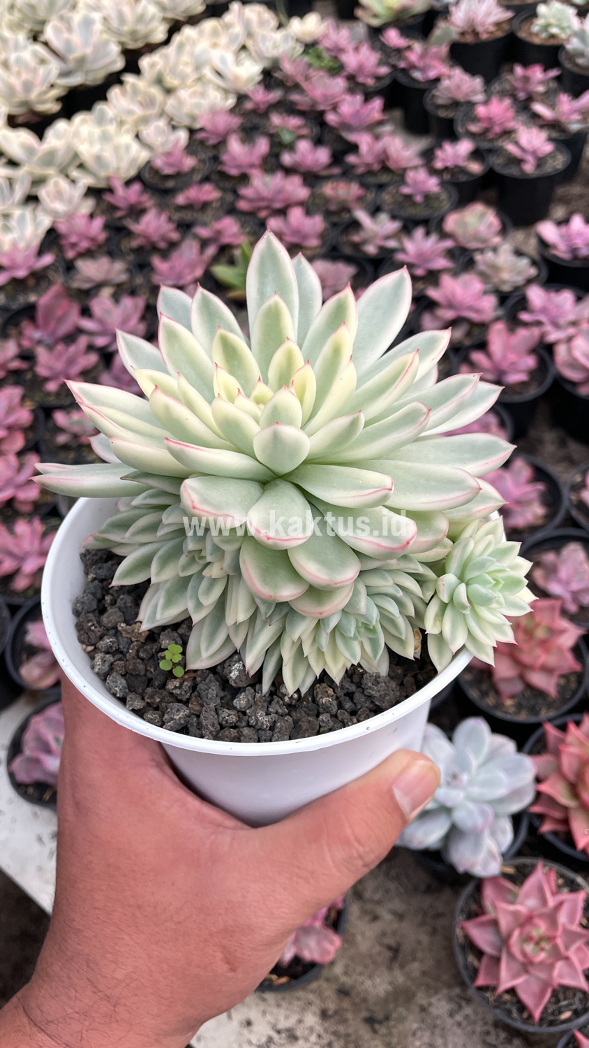 904. Echeveria Mebina Variegated Cluster - Image 8