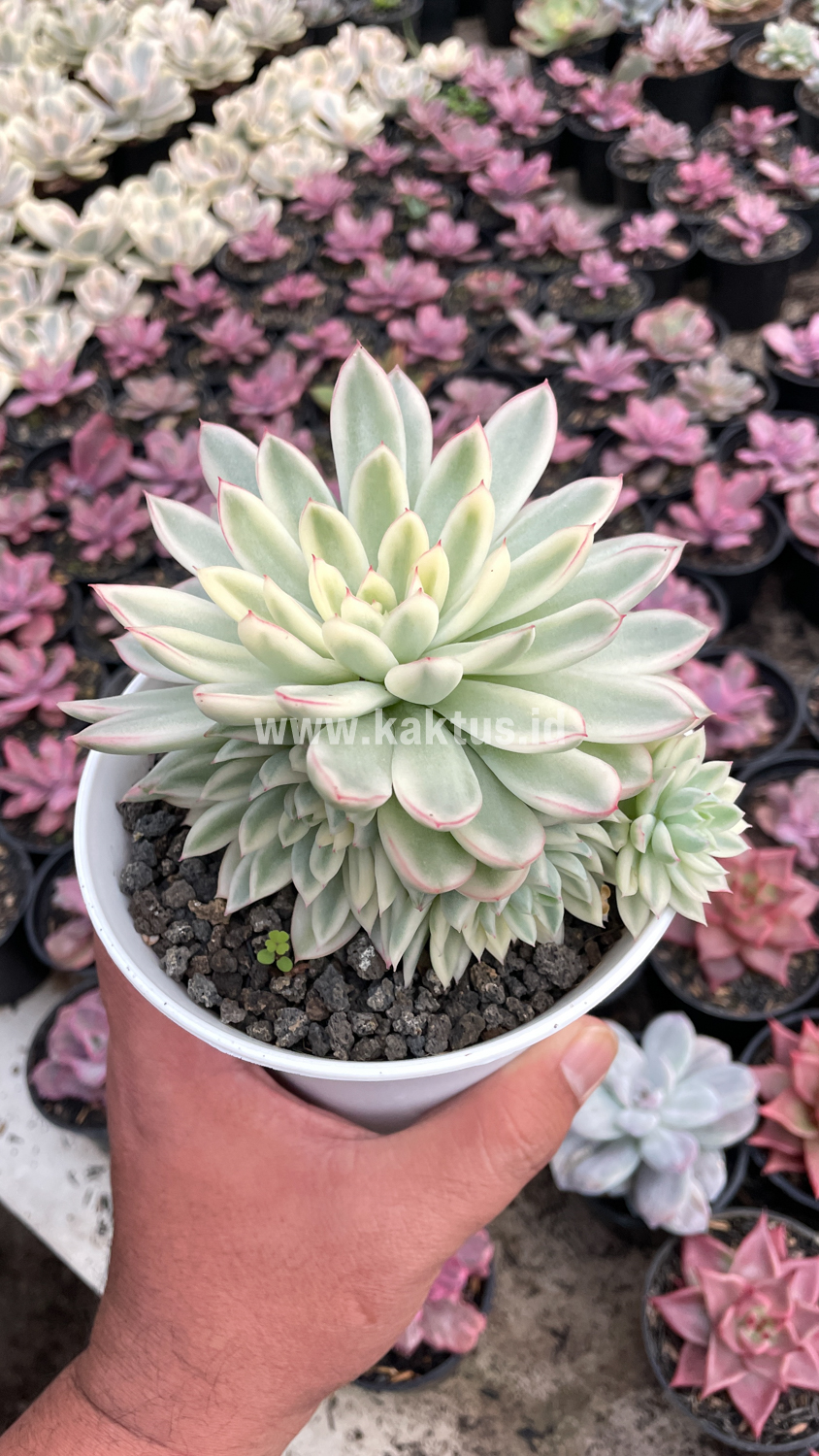 904. Echeveria Mebina Variegated Cluster - Image 7
